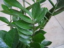 ZZ Plant